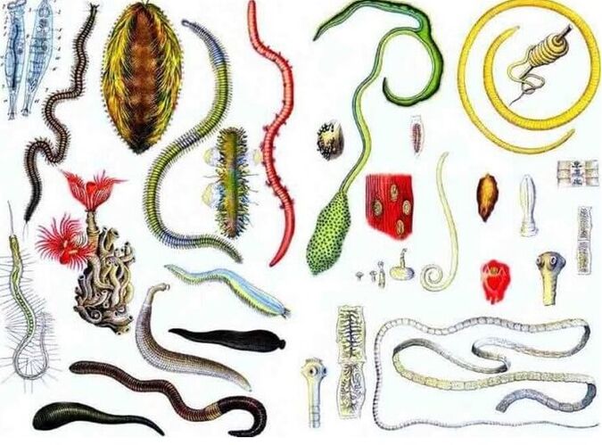 Tipos de parasitos