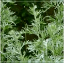 Wormwood de parasitos