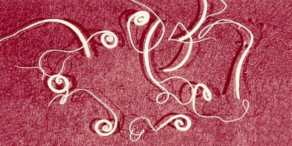 Oxiuros do corpo humano