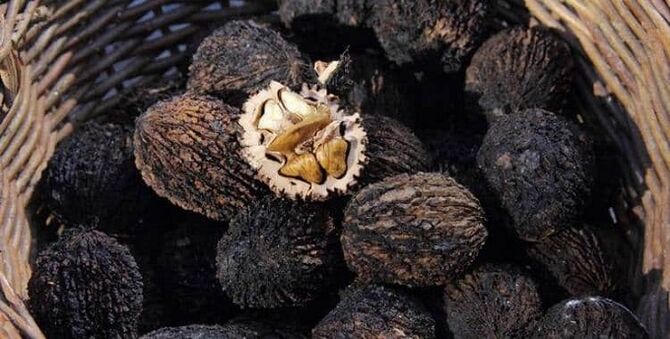 Noz negra para tratar parasitos no corpo