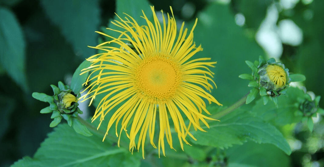 Elecampane na loita contra os parasitos