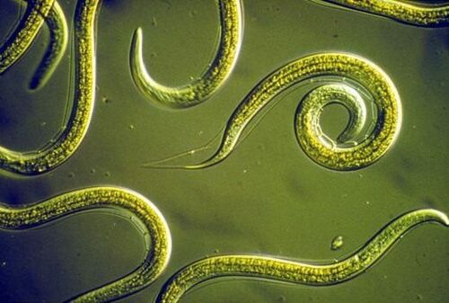 Vermes redondos parasitos que viven no intestino delgado humano