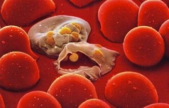 Plasmodio da malaria no corpo humano