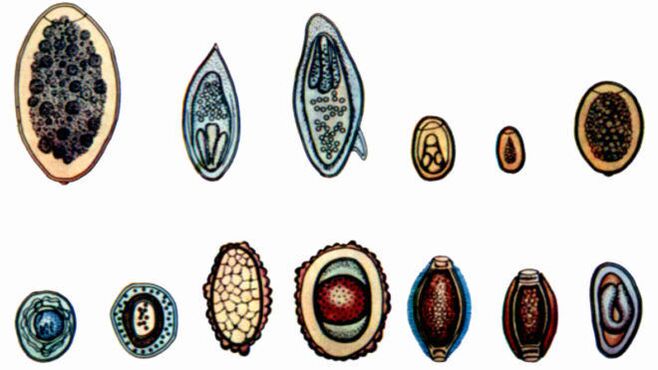 Tipos de parasitos no corpo humano
